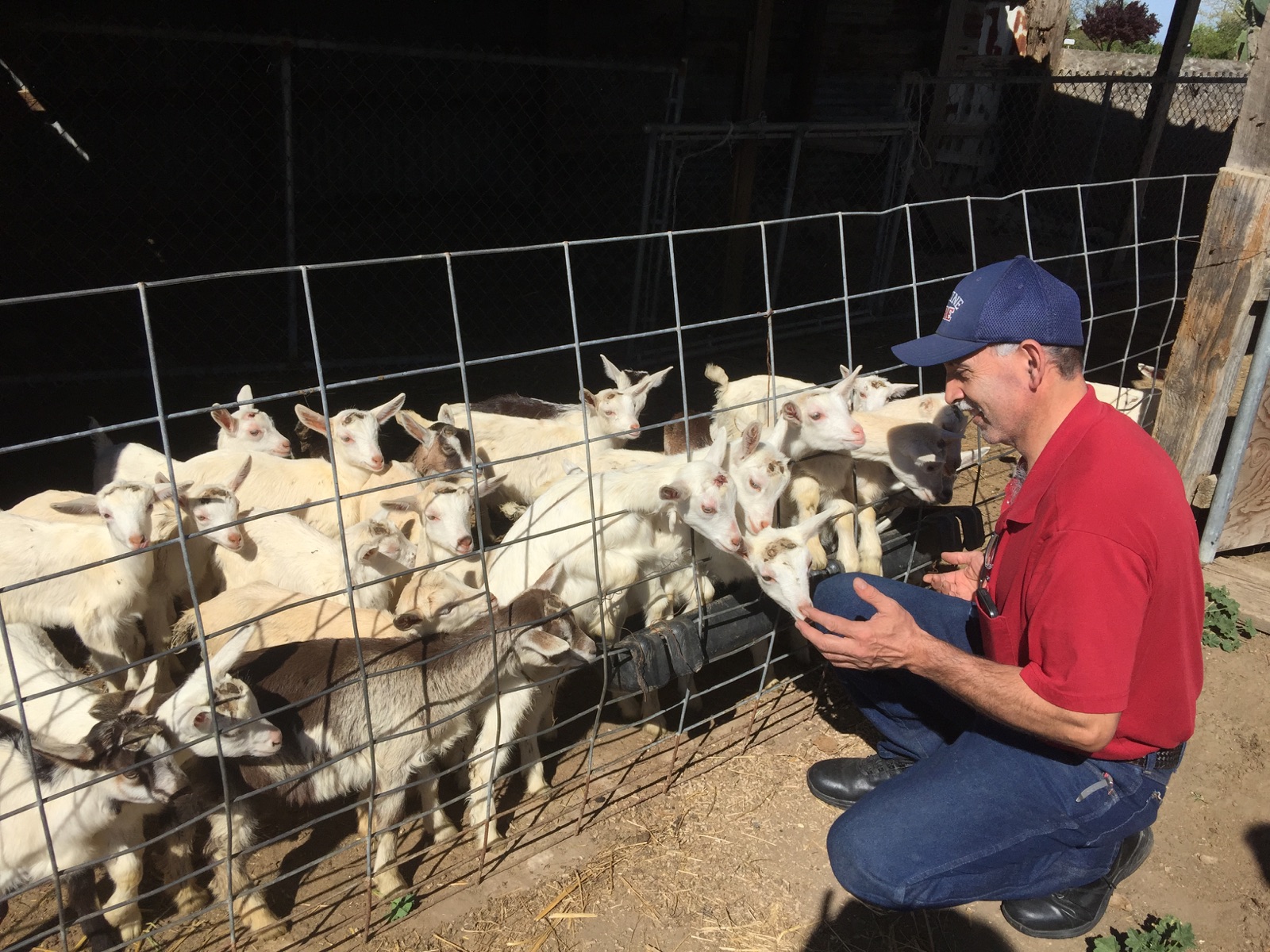 Bart and his flock.